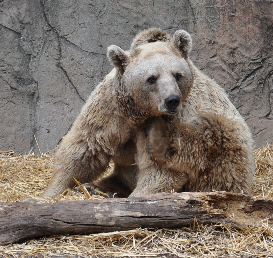 Eurasian brown bear