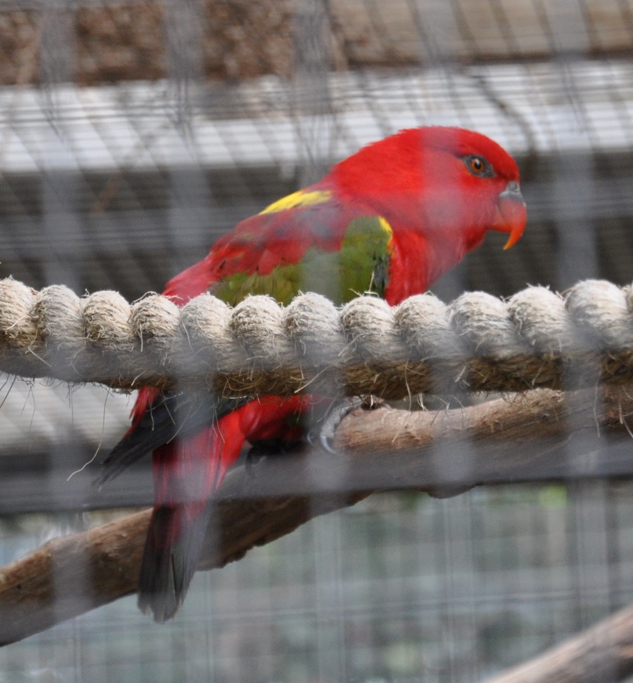 Chattering Lory