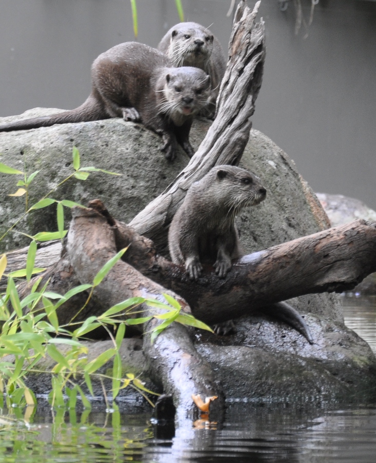 Small Clawed Otter