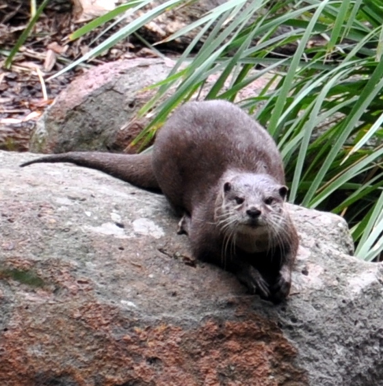 Small Clawed Otter