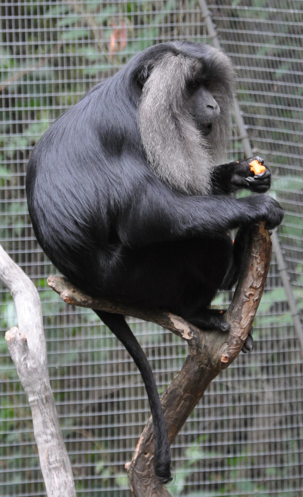 Lion-tailed Macaque