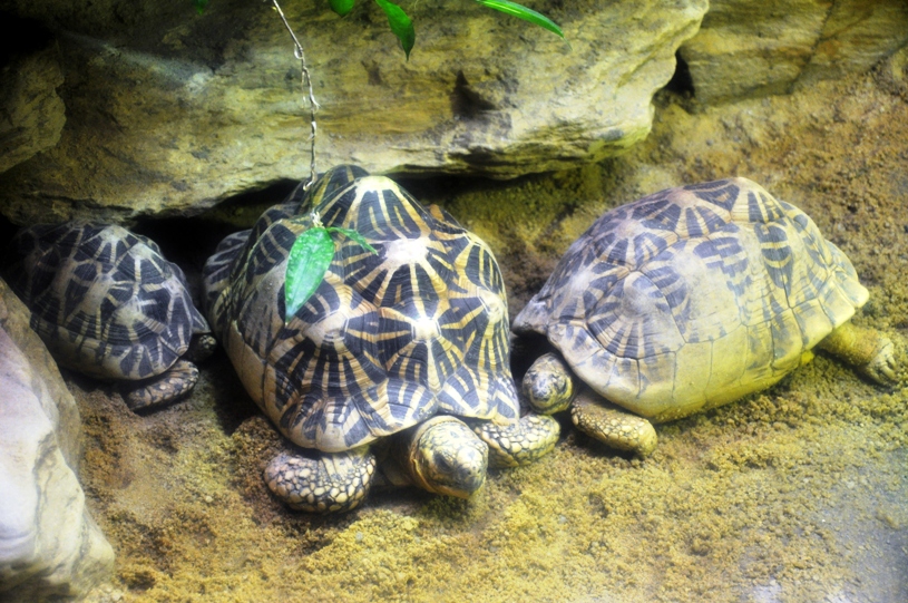 Indian Star Tortoise