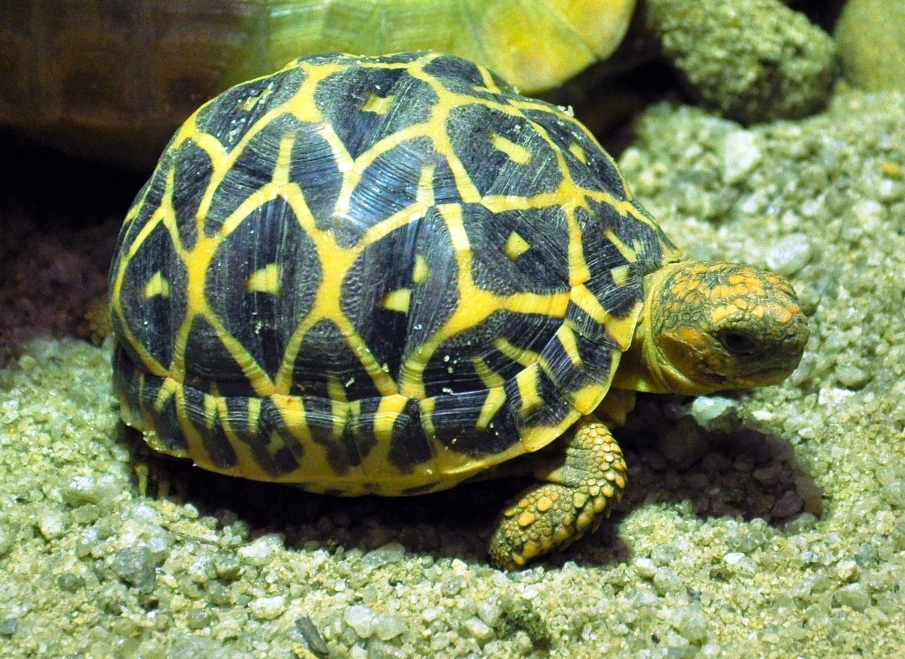 Elongate Tortoise