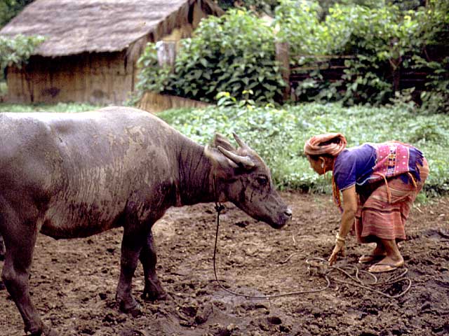 Water Buffalo
