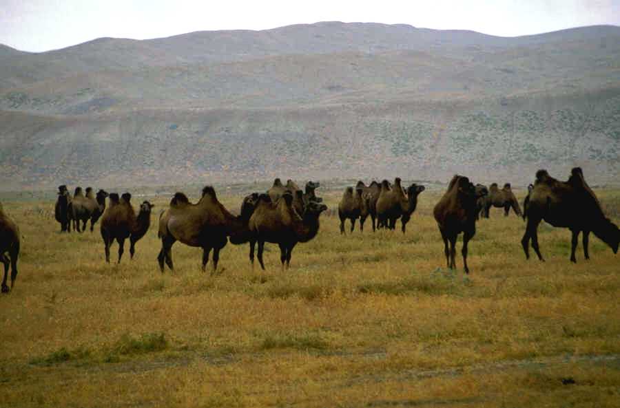 Camel, Bactrian Camel, Dromedary or Arabian came