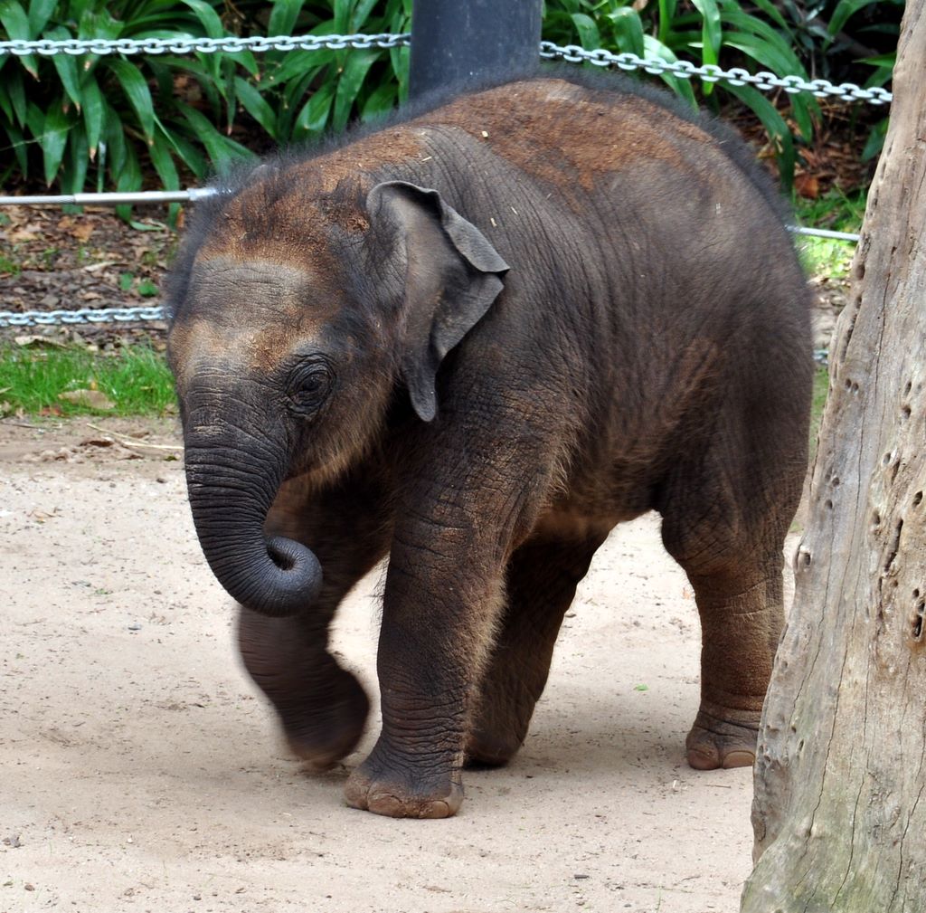 asian elephant