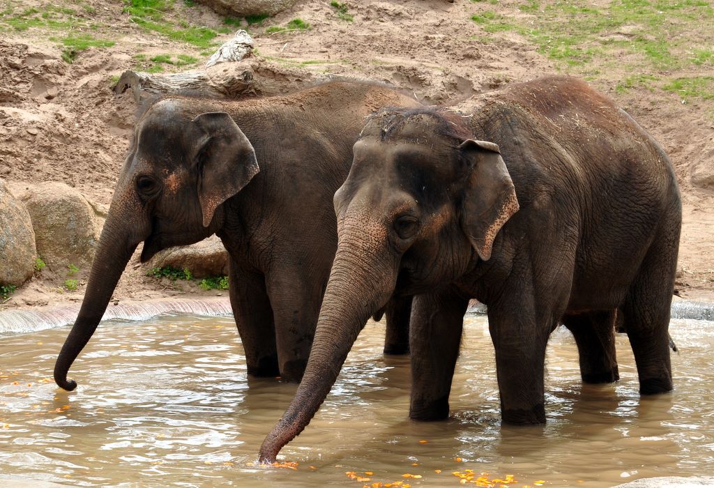 asian elephant