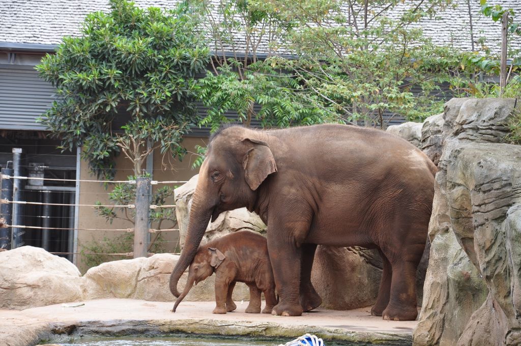asian elephant