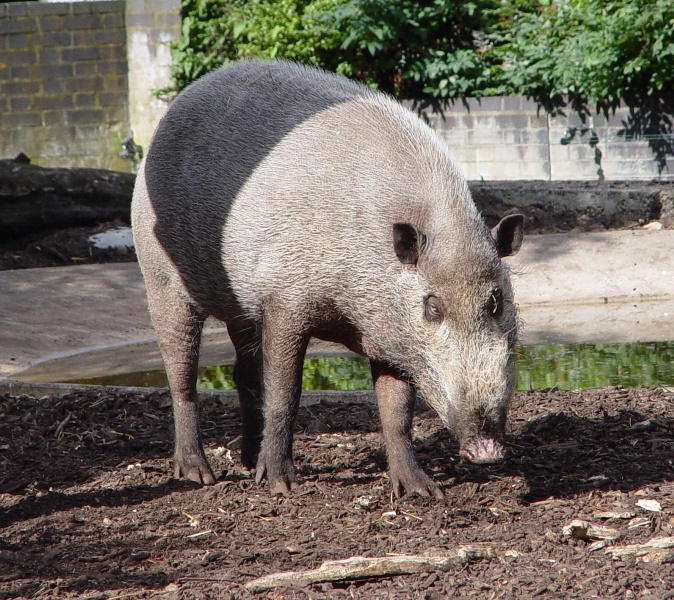 Bearded Pig