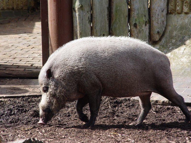 Bearded Pig