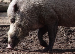 Bearded Pig