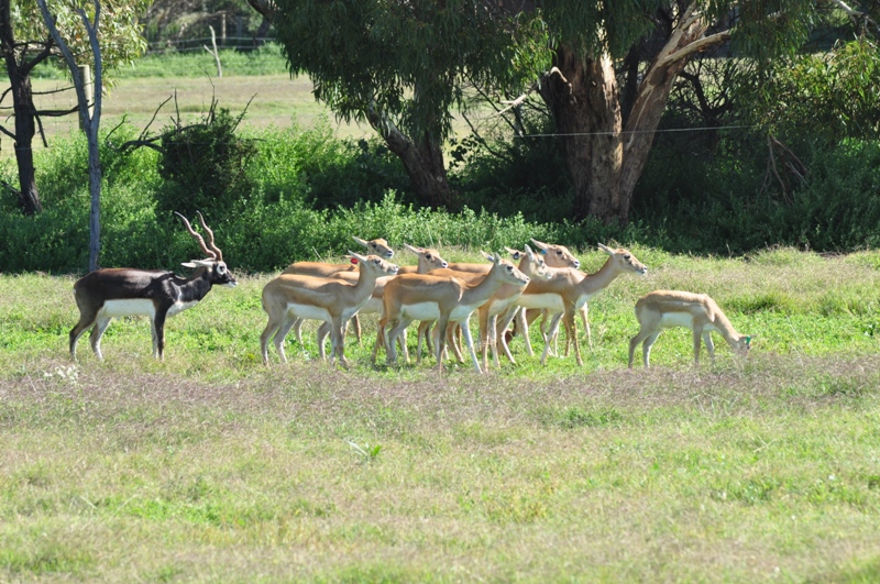 Black buck