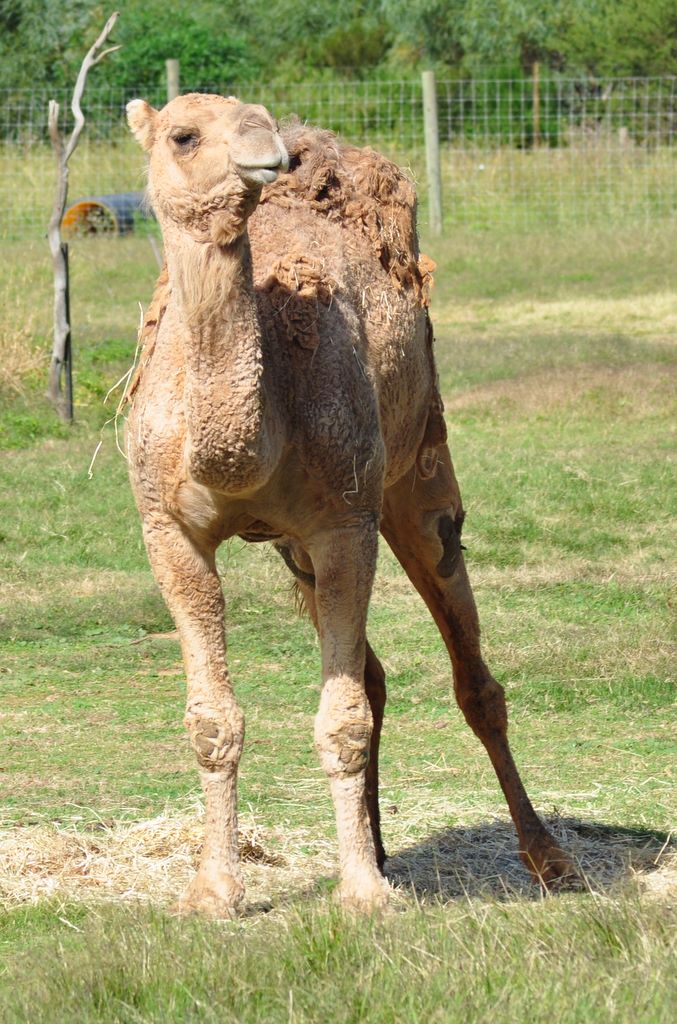 Camel