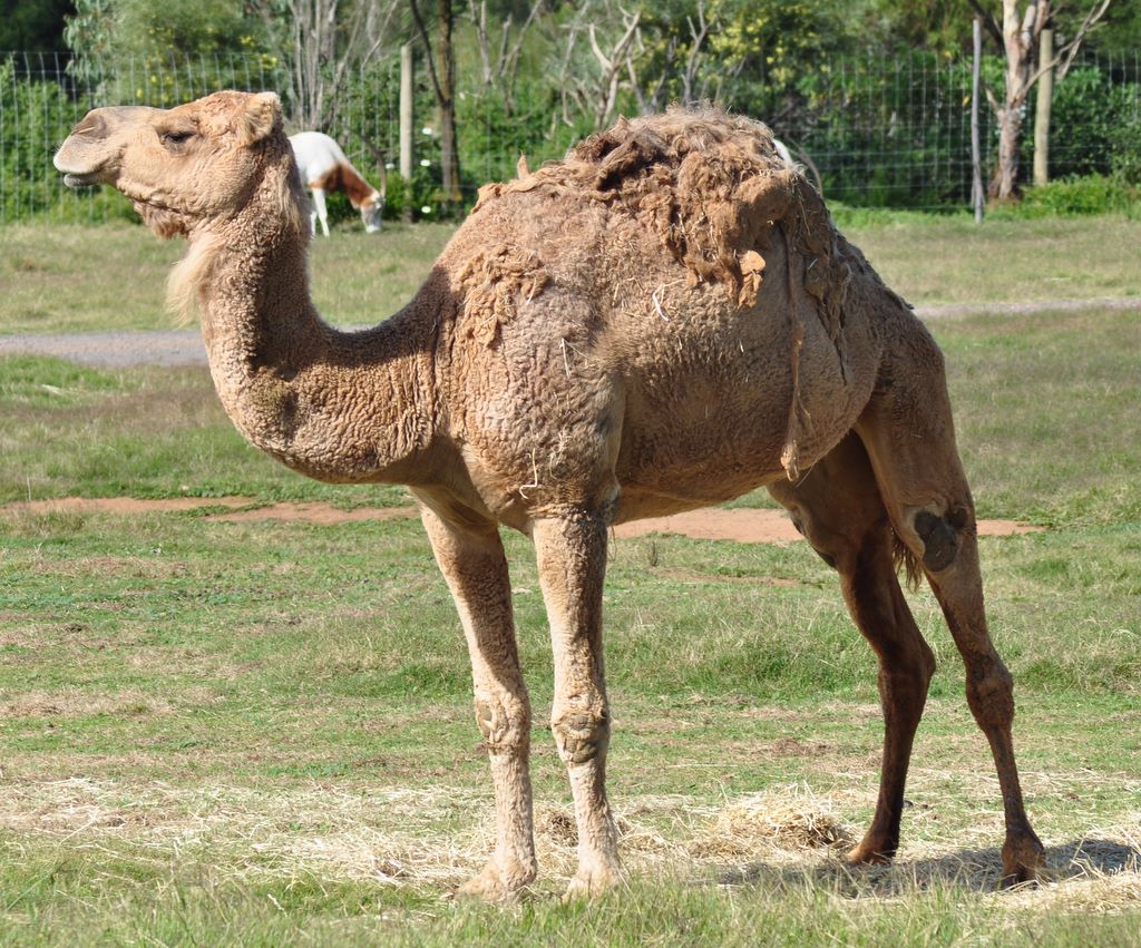 Camel