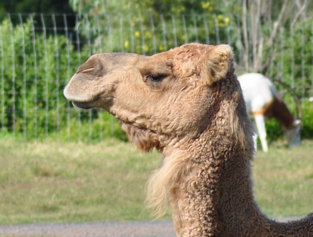 Camel