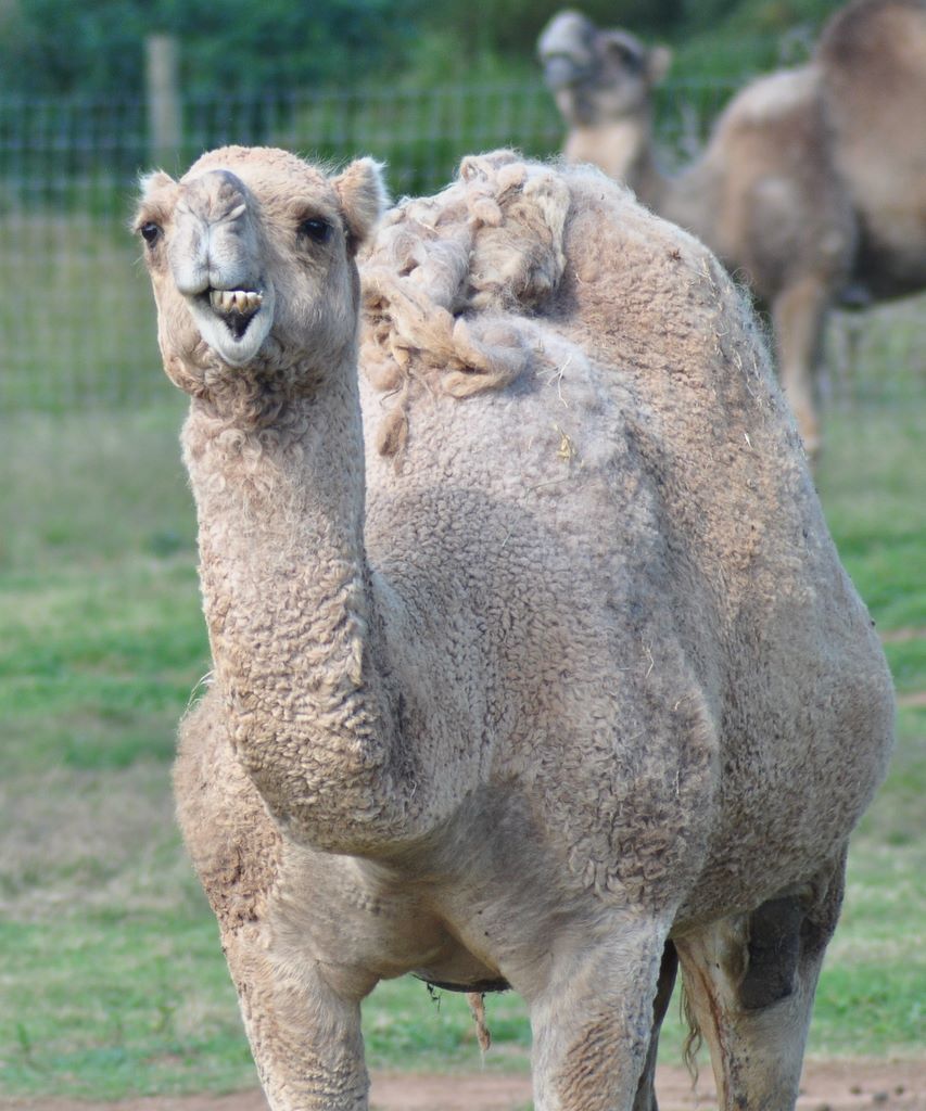 Camel