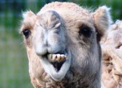 Camel, Bactrian Camel, Dromedary or Arabian camel