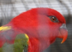 chattering lory