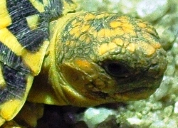 elongate tortoise