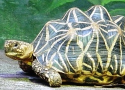 Indian Star Tortoise