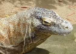Komodo Dragon