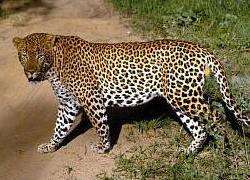 Leopard