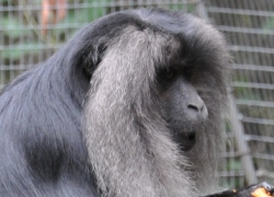 Lion-tailed Macaque