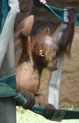 Bornean orangutan (Pongo pygmaeus),Sumatran orangutan (Pongo abelii)