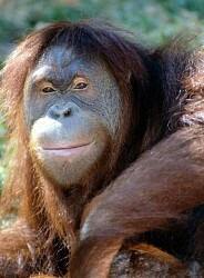 Bornean orangutan (Pongo pygmaeus),Sumatran orangutan (Pongo abelii)
