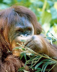 Bornean orangutan (Pongo pygmaeus),Sumatran orangutan (Pongo abelii)