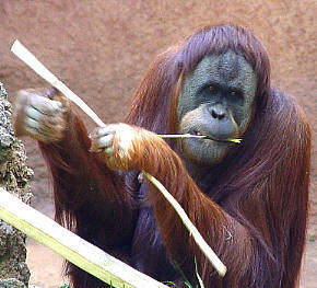 Bornean orangutan (Pongo pygmaeus),Sumatran orangutan (Pongo abelii)