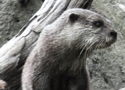 Small Clawed Otter