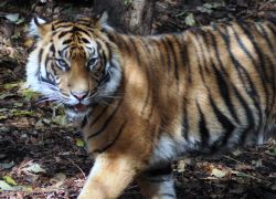 tiger
