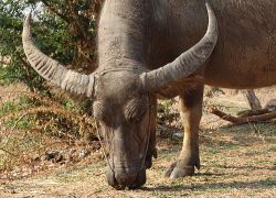 Water Buffalo