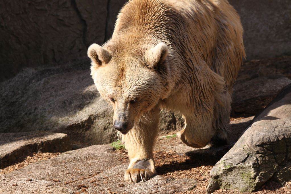 Brown Bears at MELBOURNE ZOO, VICTORIA, AUSTRALIA