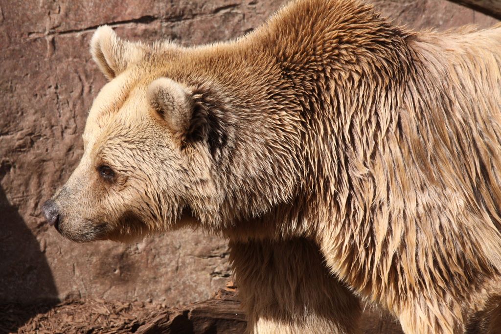 Brown Bears at MELBOURNE ZOO, VICTORIA, AUSTRALIA