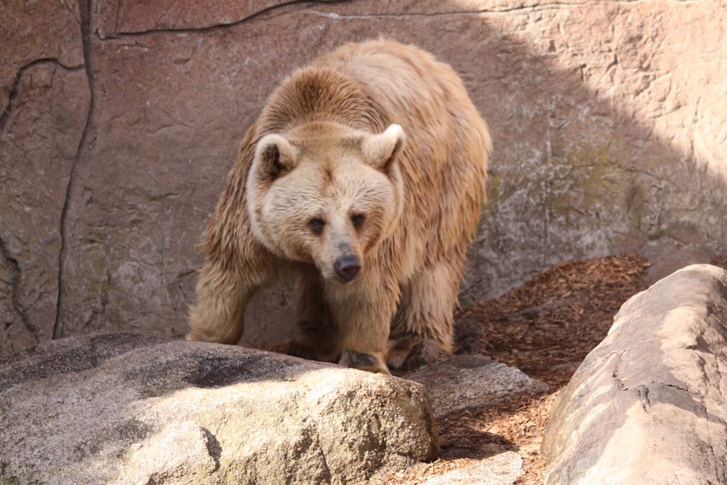 Brown Bears at MELBOURNE ZOO, VICTORIA, AUSTRALIA