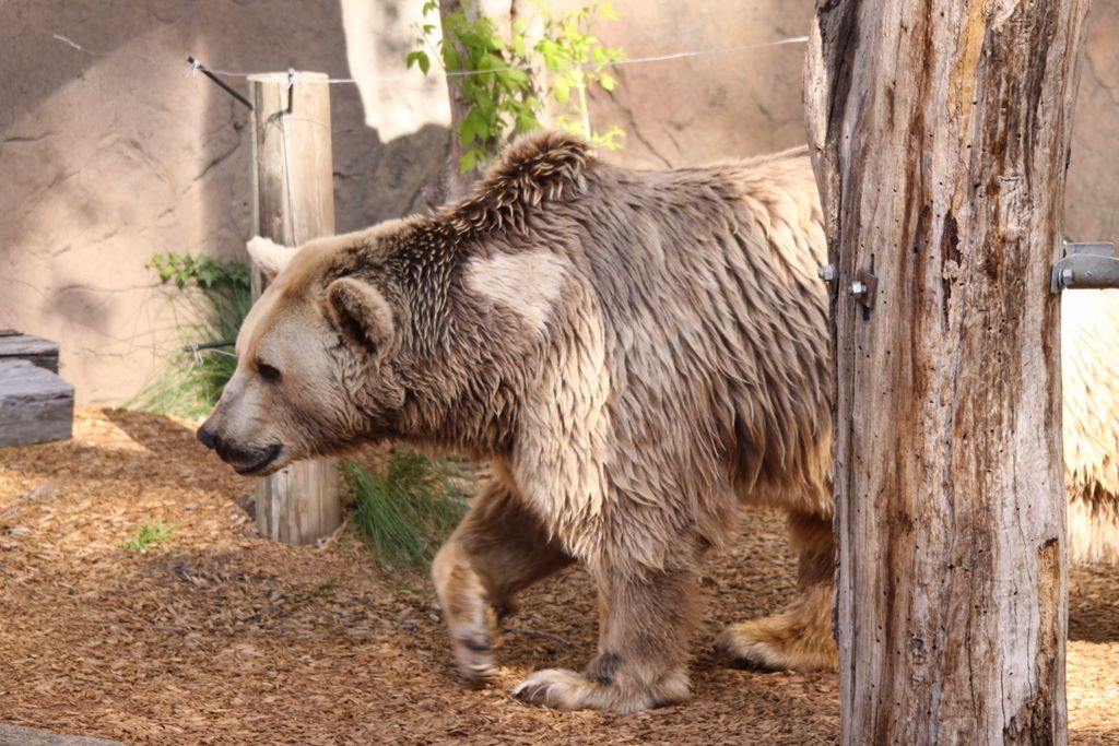 Brown Bears at MELBOURNE ZOO, VICTORIA, AUSTRALIA