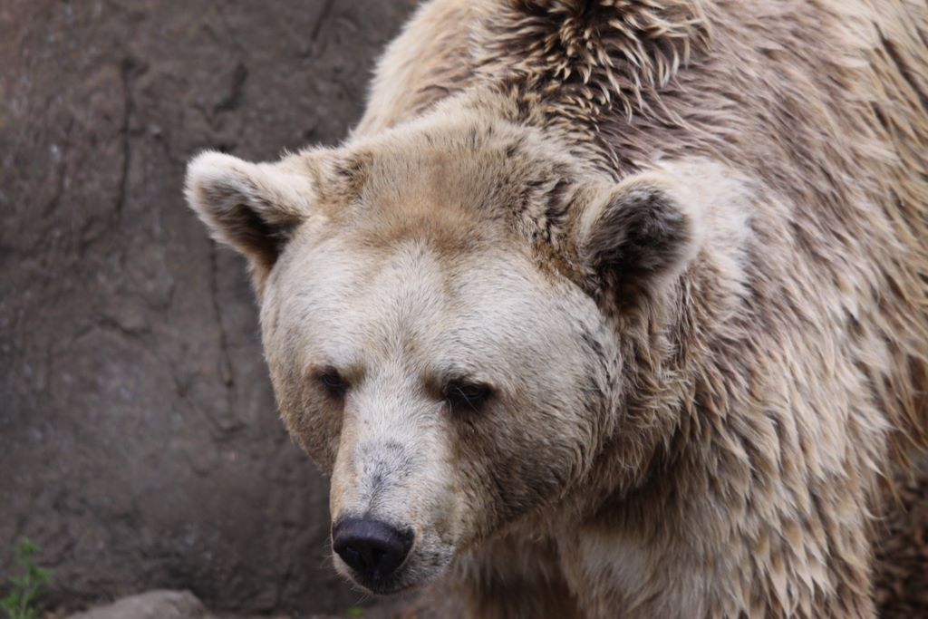 Brown Bears at MELBOURNE ZOO, VICTORIA, AUSTRALIA