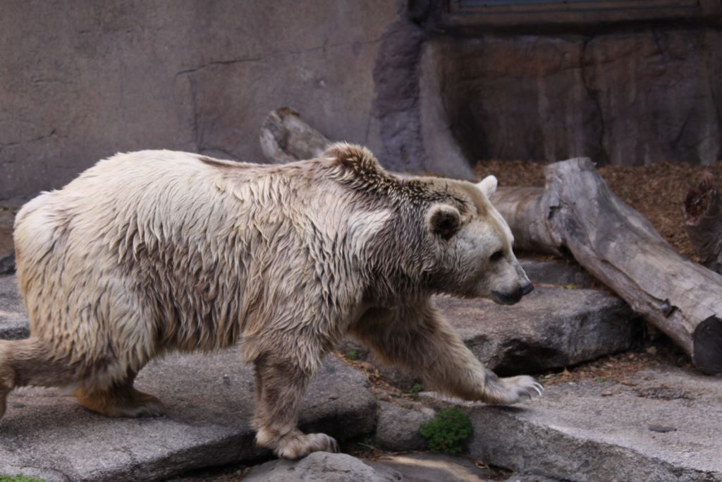 Brown Bears at MELBOURNE ZOO, VICTORIA, AUSTRALIA