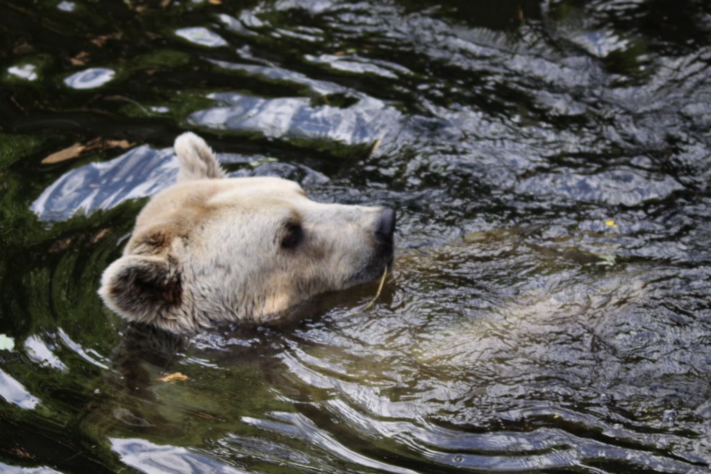 Brown Bears at MELBOURNE ZOO, VICTORIA, AUSTRALIA