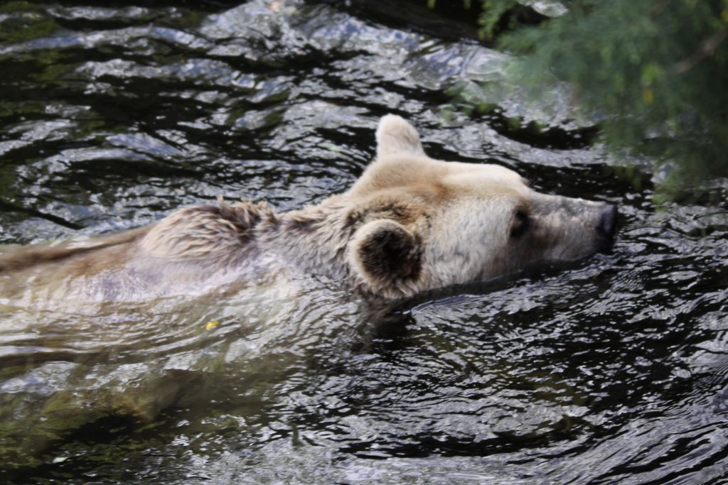 Brown Bears at MELBOURNE ZOO, VICTORIA, AUSTRALIA