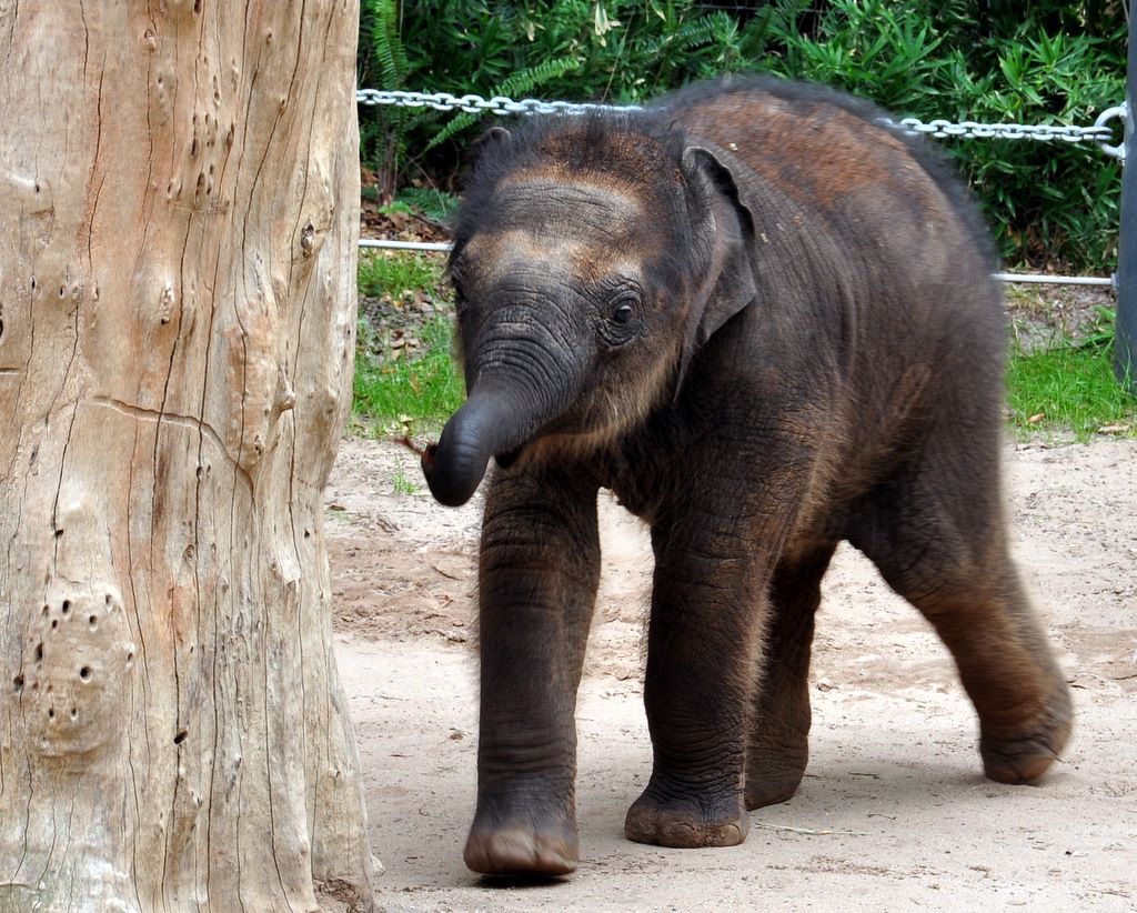 Mali, Melbourne Zoo's Baby Elephant