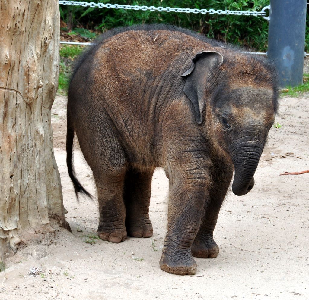 Mali, Melbourne Zoo's Baby Elephant