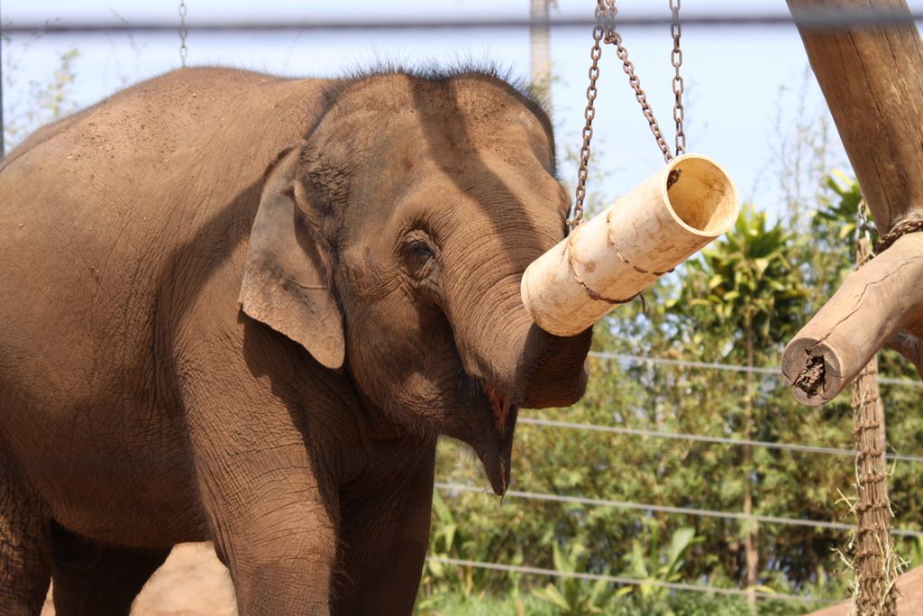 ASIAN ELEPHANTS AT TARONGA ZOO