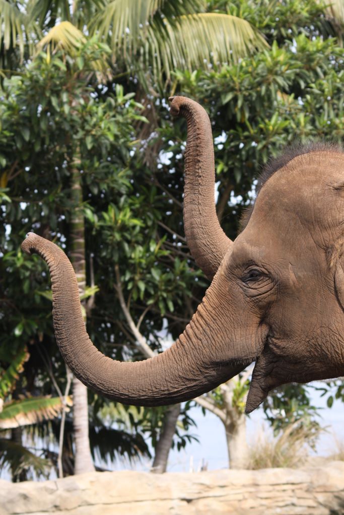 ASIAN ELEPHANTS AT TARONGA ZOO