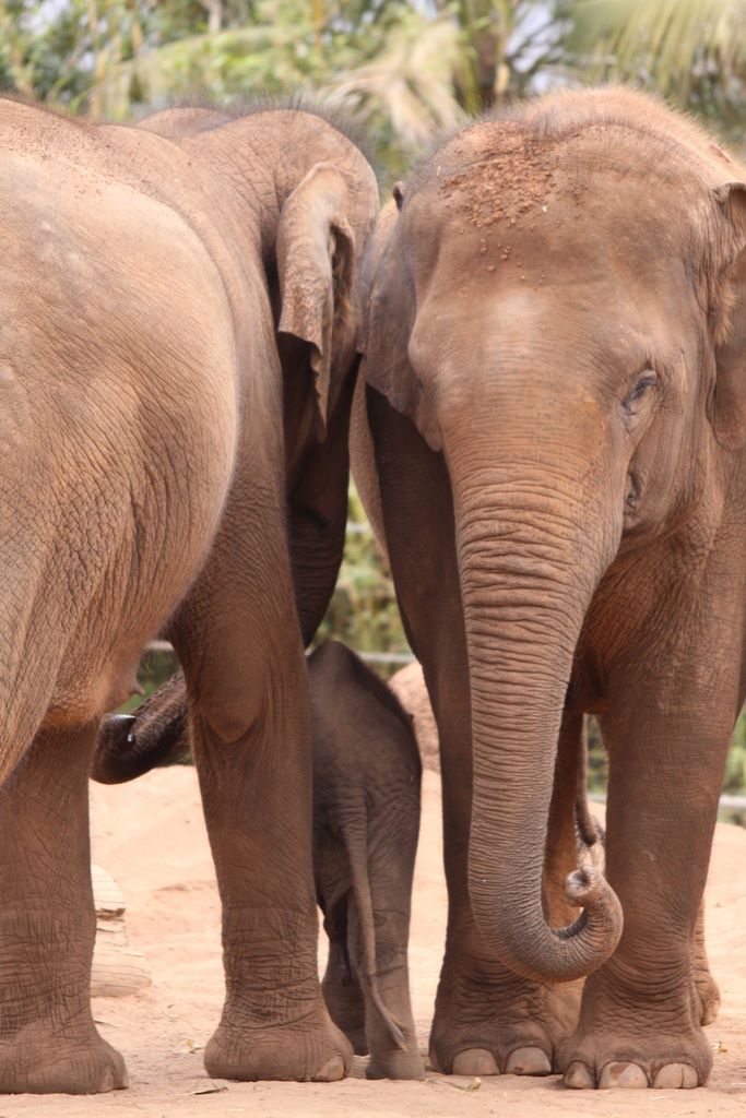 ASIAN ELEPHANTS AT TARONGA ZOO