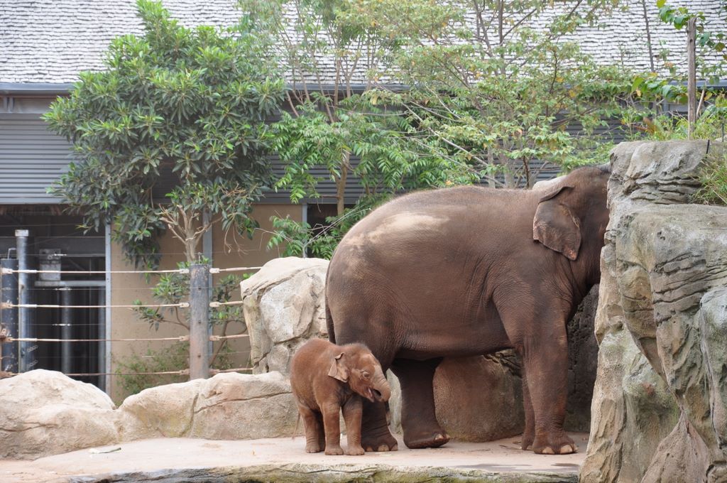 The elephants at Taronga Zoo, including the baby elephant Luk Chai.