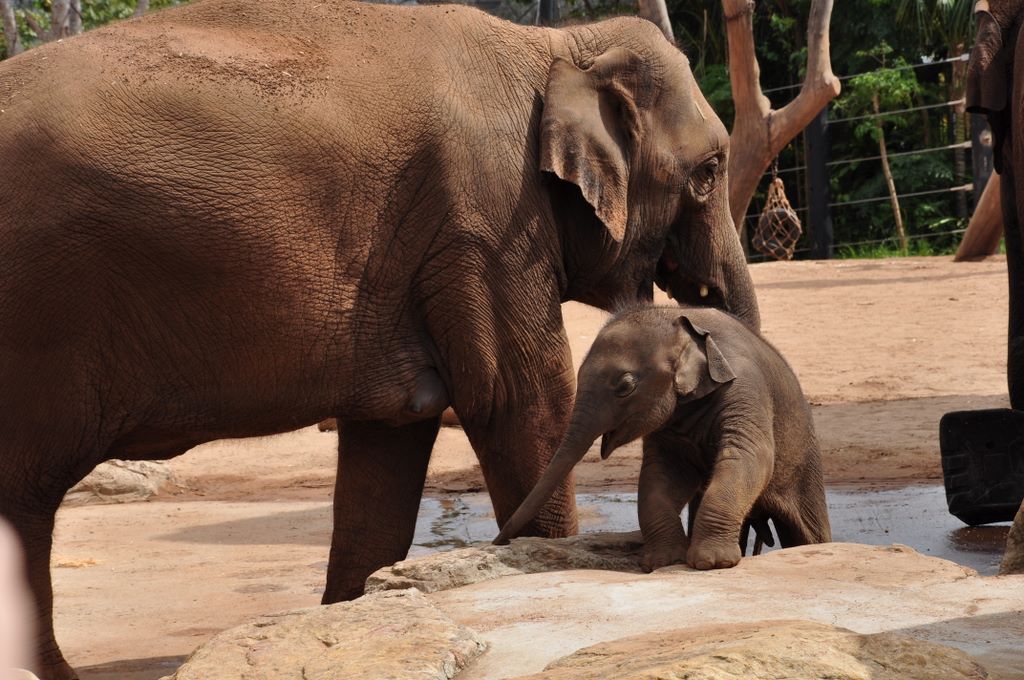 The elephants at Taronga Zoo, including the baby elephant Luk Chai.