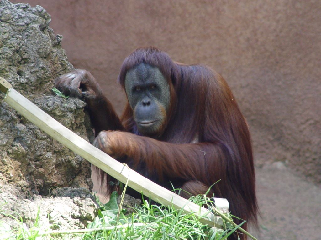 MELBOURNE ZOO'S ORANGUTANS